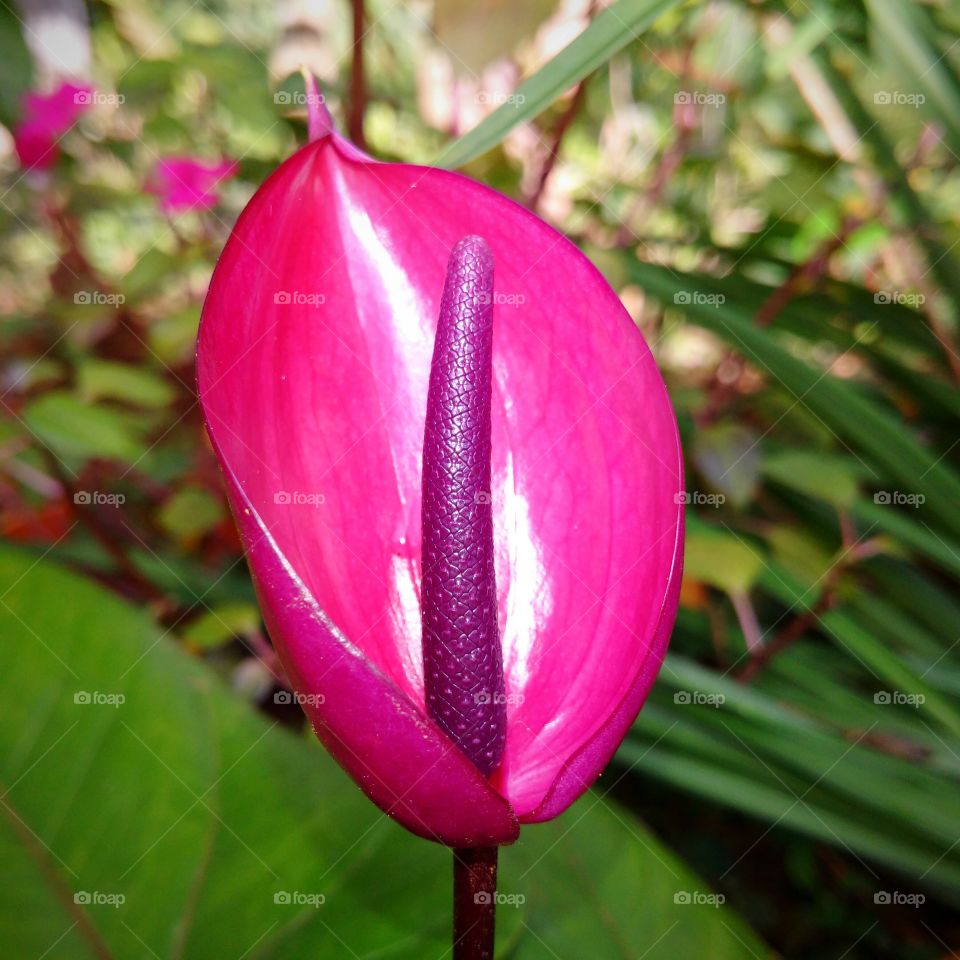Anthuriyan flower