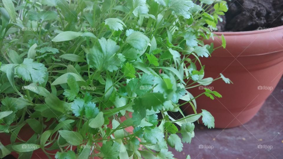 Coriander Leaves
