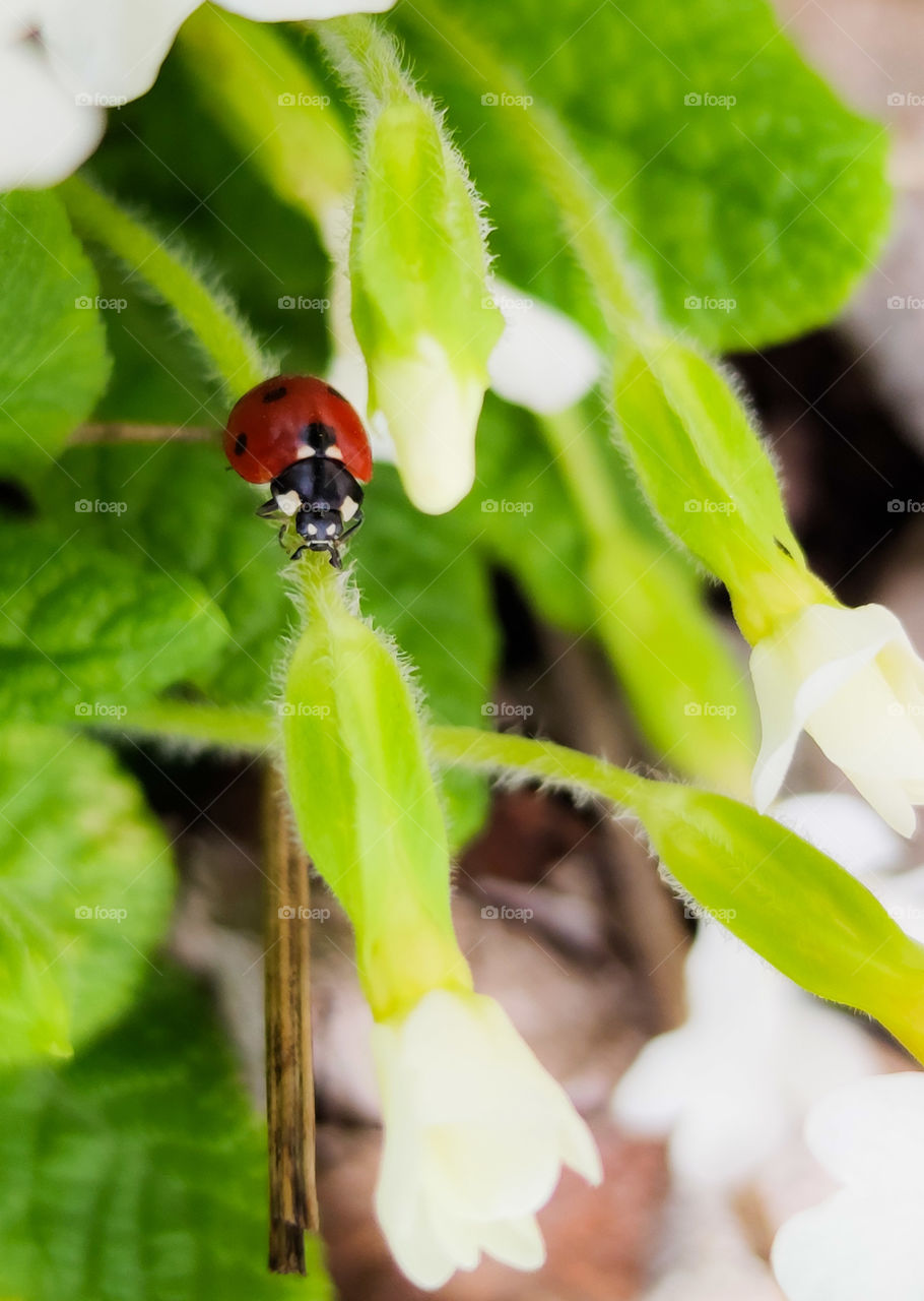 Crawling into spring