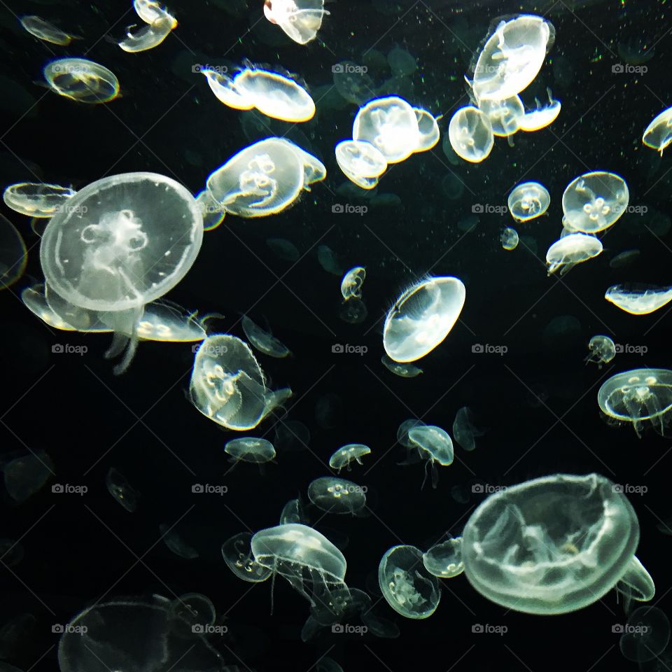 Underwater, Jellyfish, Bubble, Pattern, Turquoise