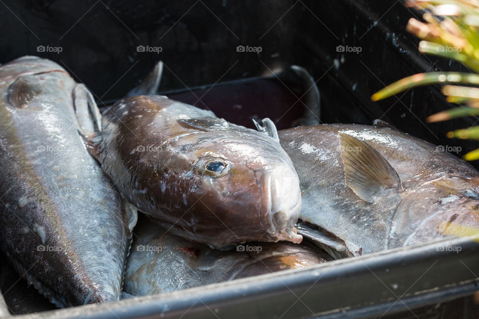 Fish in the bucket