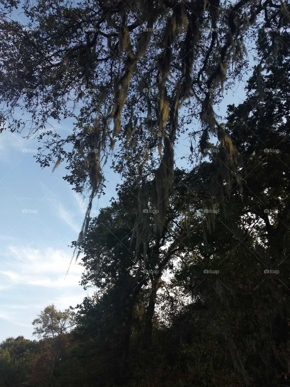 Trees overlay hanging from sky