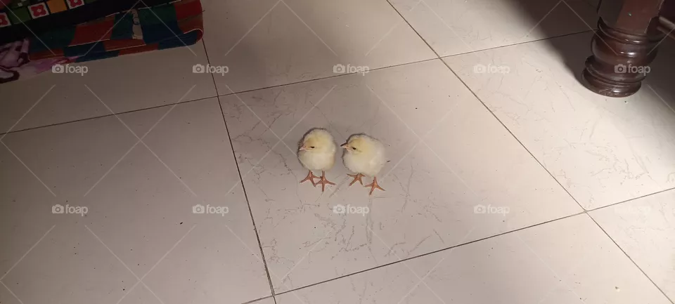 bird