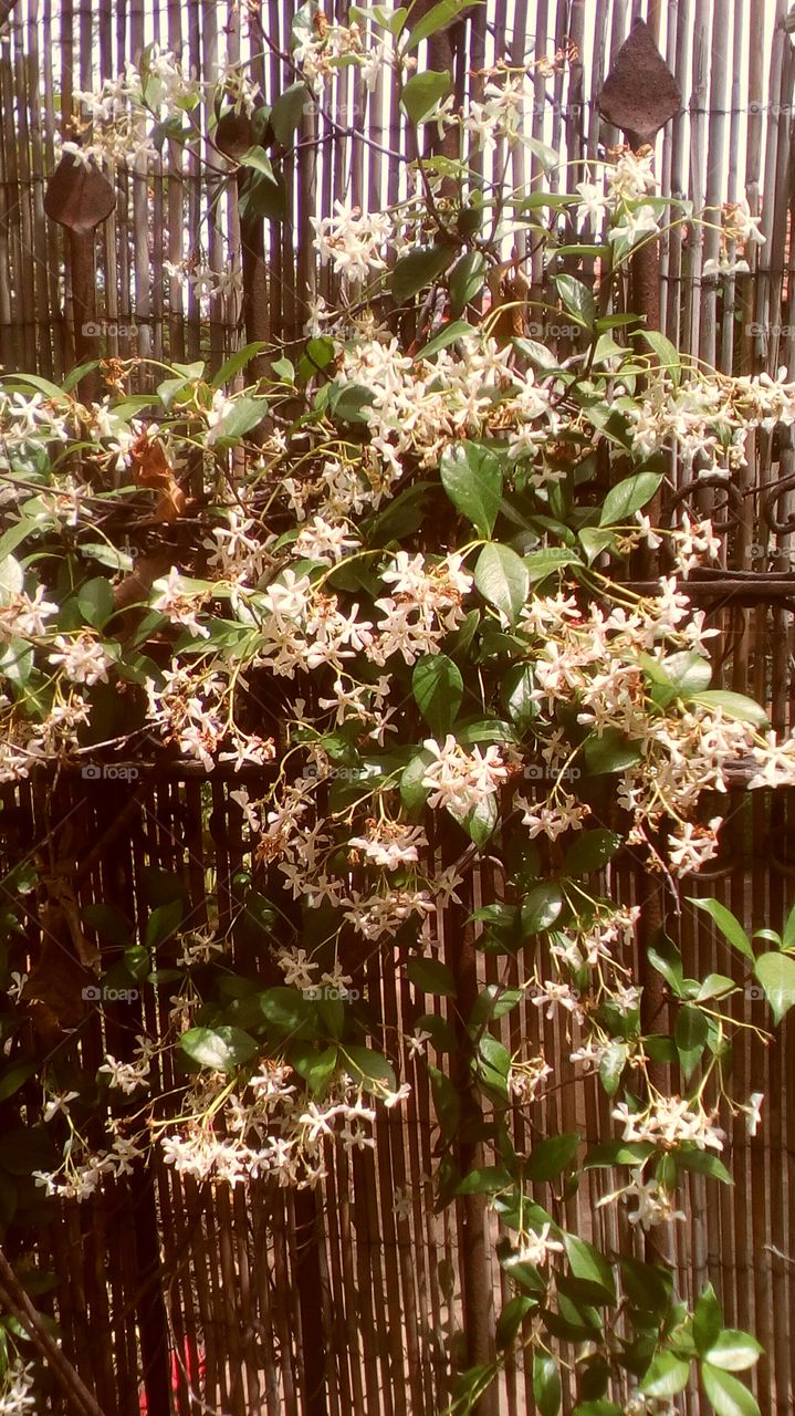 Beautiful white wildflower hanging
on bamboo fence in garden in sunny day