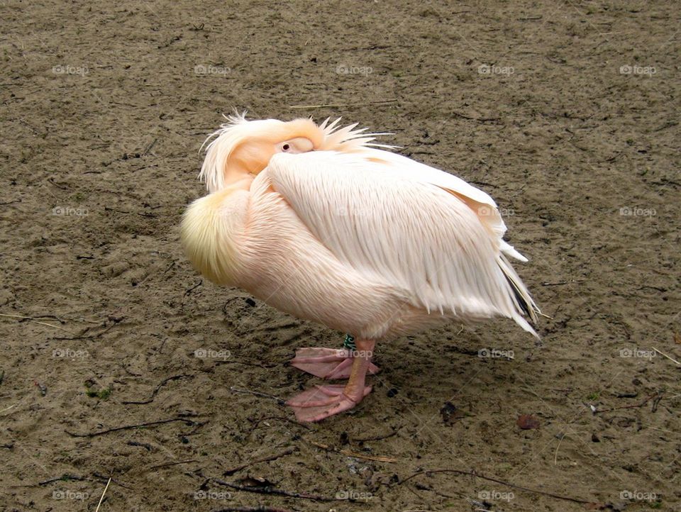 Pink Pelican III
