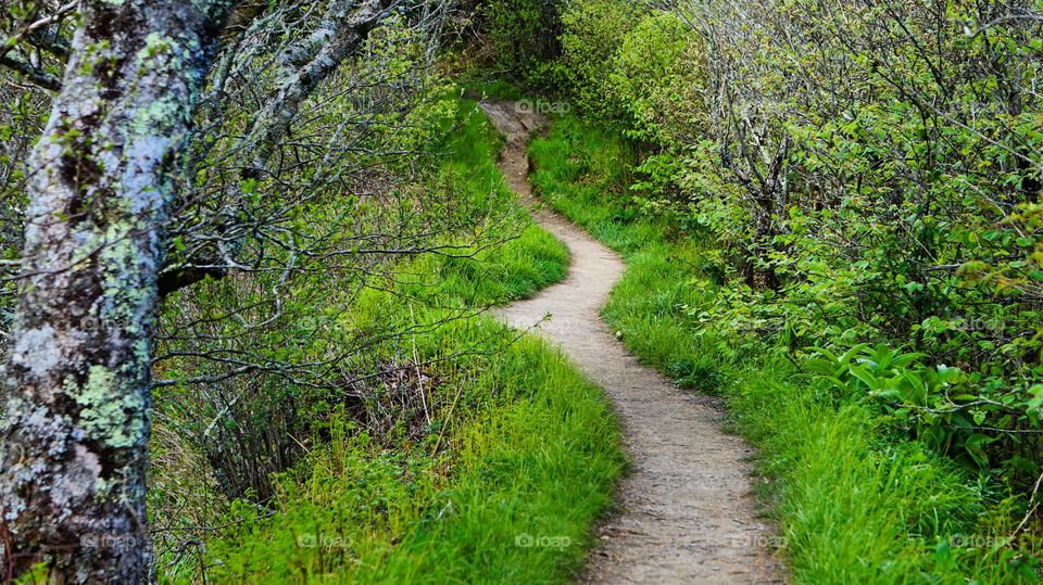 Trail to Charlie's Bunion