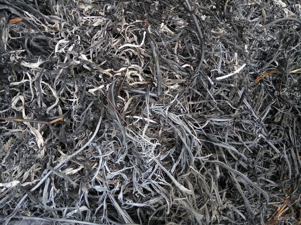 Dry, Desktop, Texture, Nature, Closeup