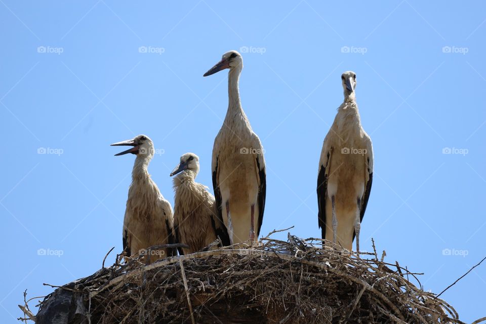 stork family 