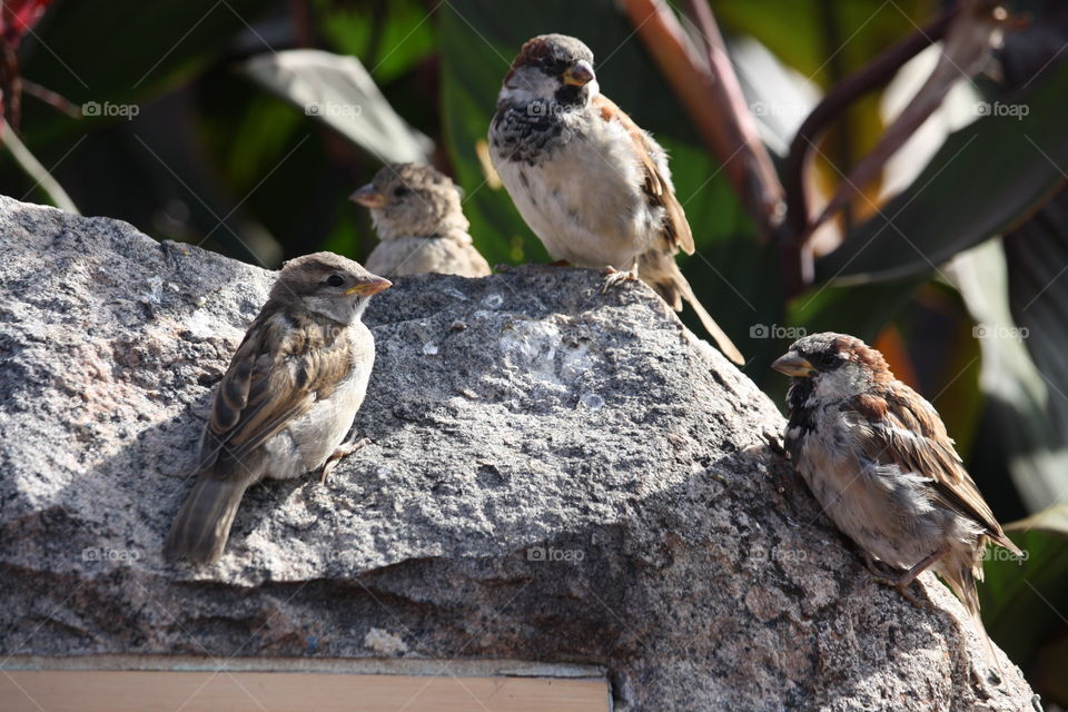 Sparrows