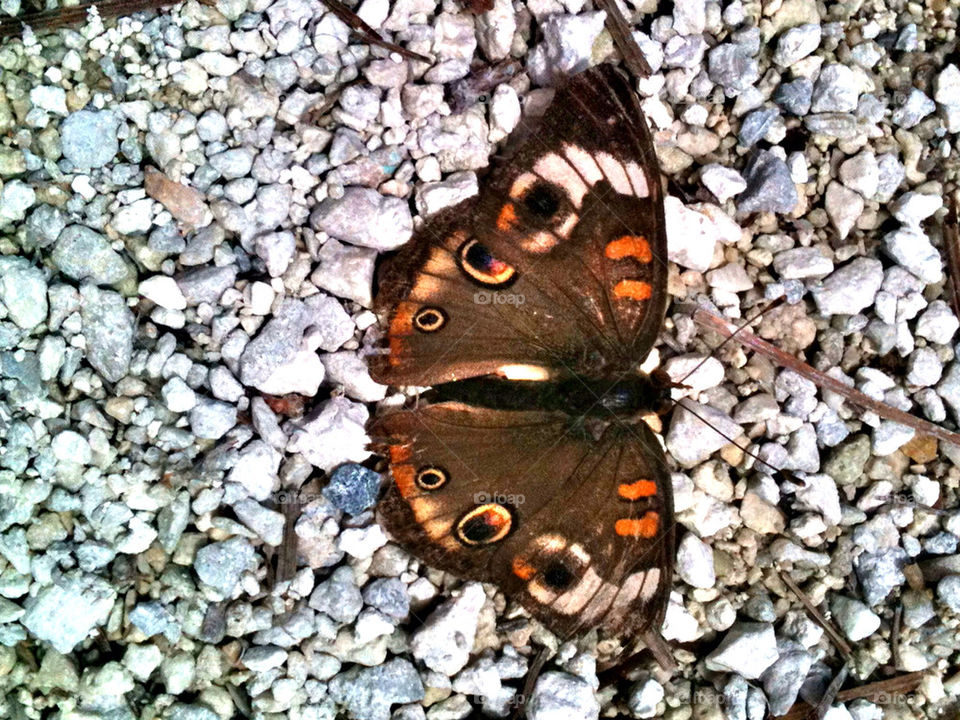 BUCKEYE BUTTERFLY