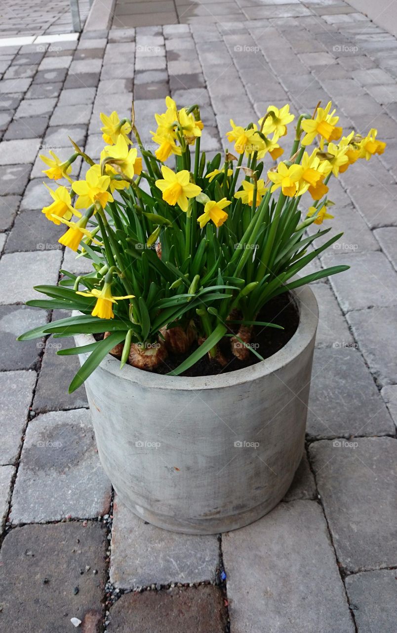 Daffodils in a pot