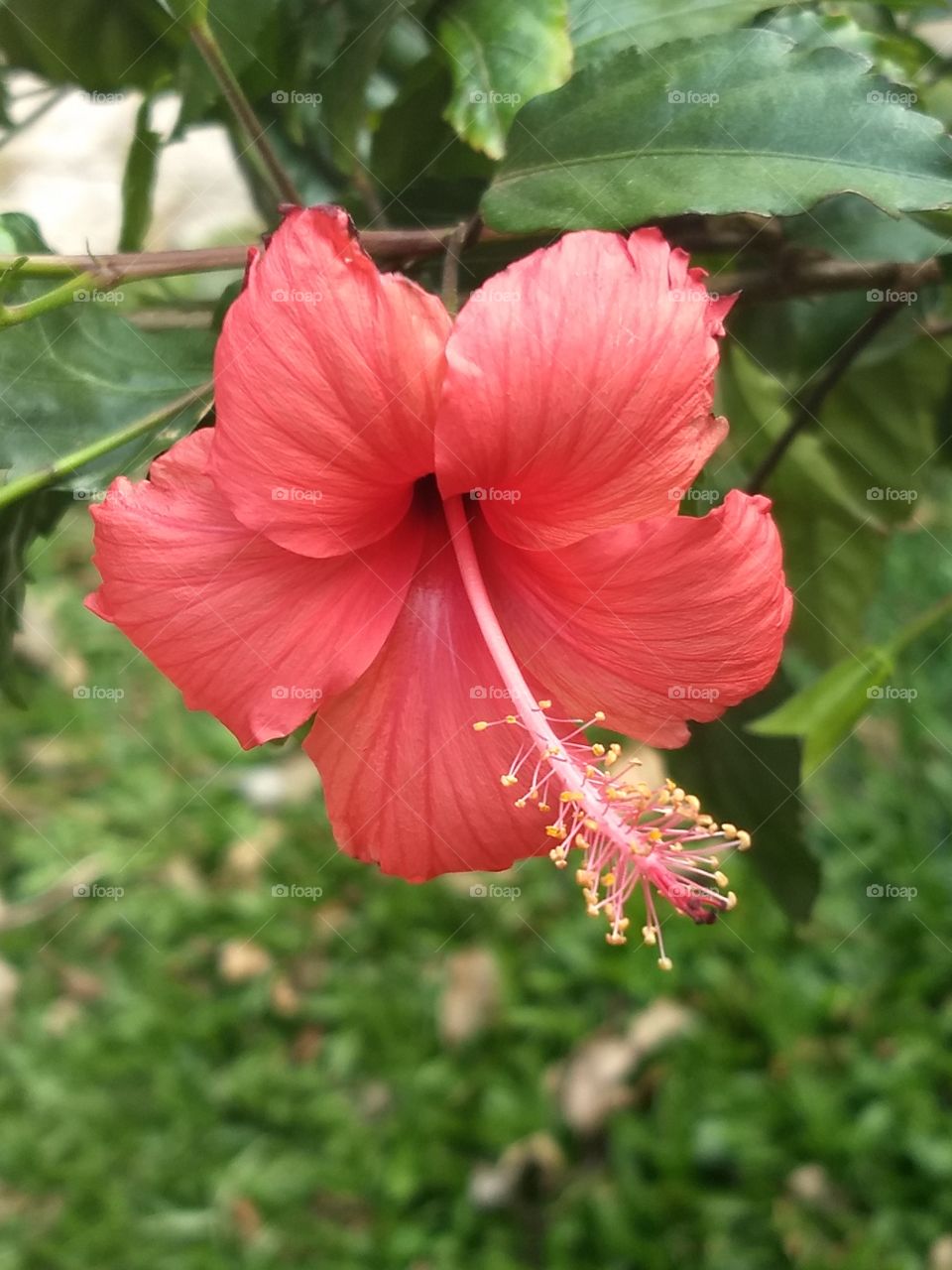 red Hibiscus