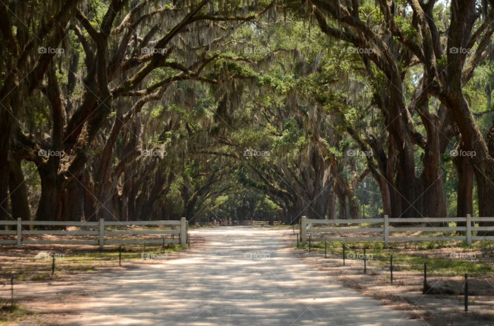 Lined with more than four hundred live oak trees that over hang Oak avenue lead right to the heart of Wormsloe State Historic Site and plantation in Savannah, Georgia.