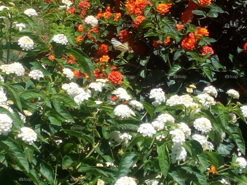 mariposa entre las flores