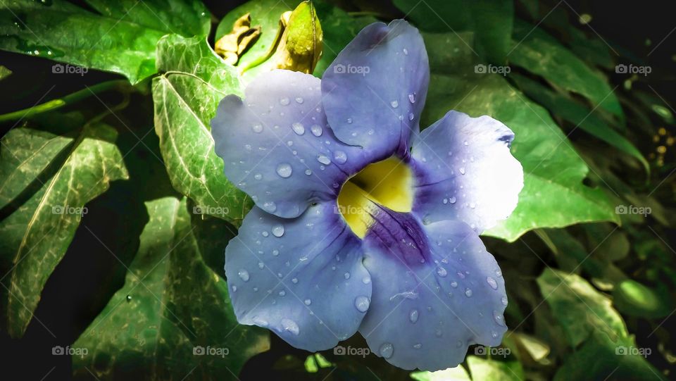 Thunbergia grandiflora flower in nature