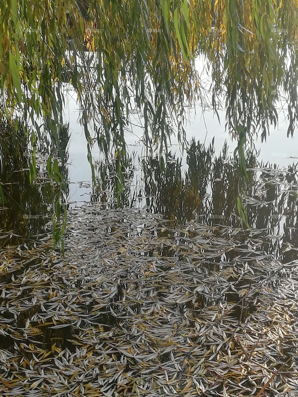 Wasser Baum Laub Reflektion