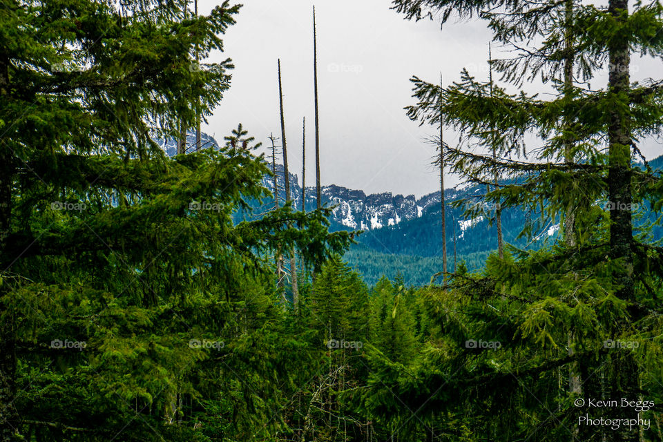 Rainier Mountain 5