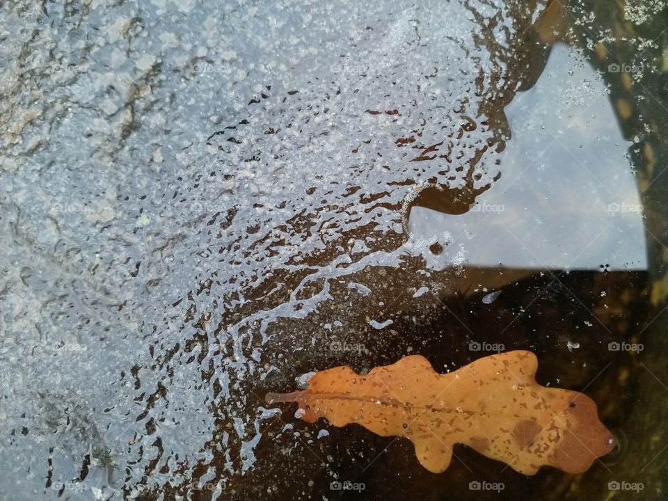 лист, дуб, вода, лёд, узоры, отражение, дизайн.