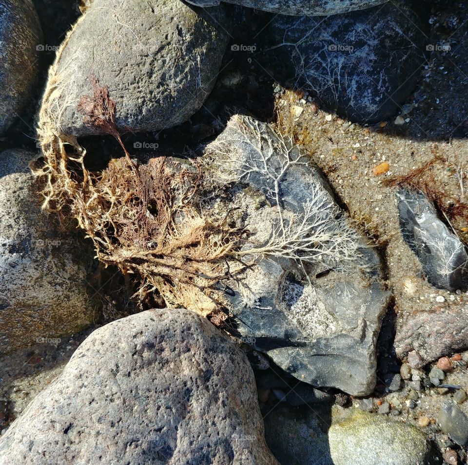 alge strand steine