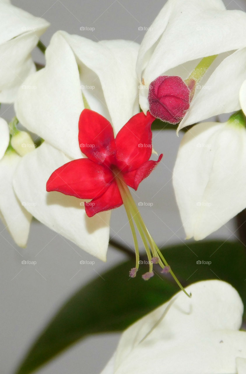 The Red Story! Red is color of passion. It's the color that is always seen on heart decorations on Valentine's Day! Red is astonishing, exhilarating, and fills your world through feelings and emotions!