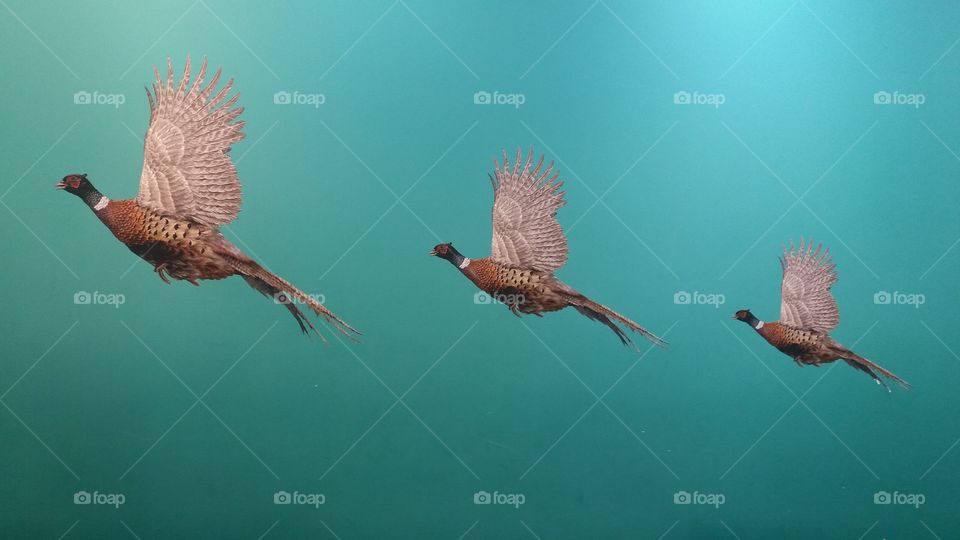 Three game birds called pheasants flying high in the sky and in a row on a 1970s, retro wall decoration.