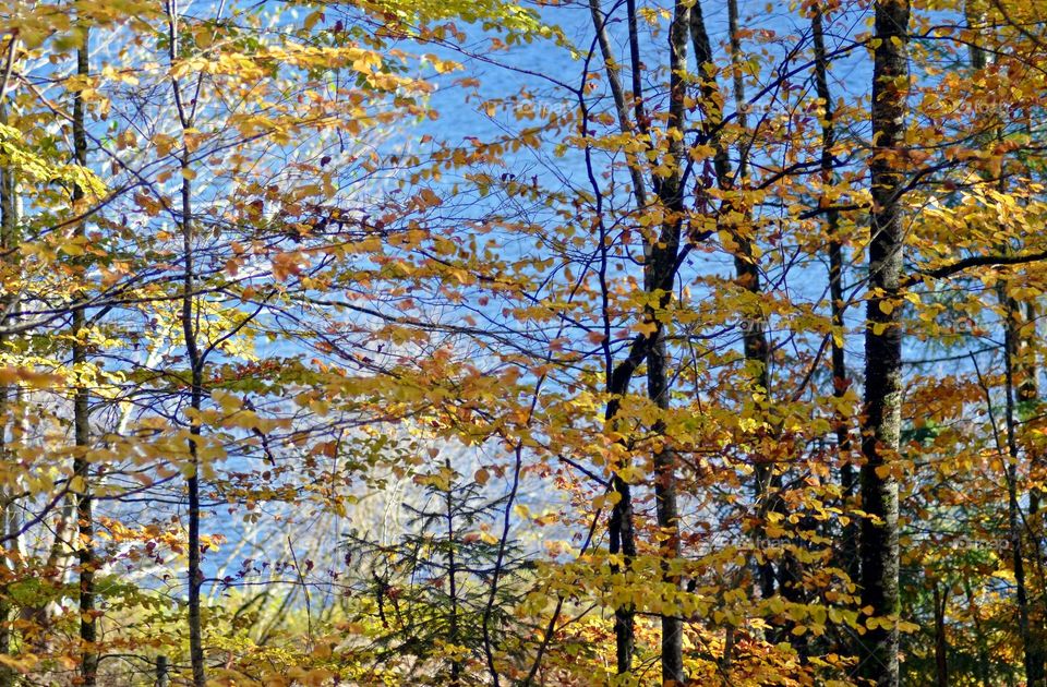 Forest in fall