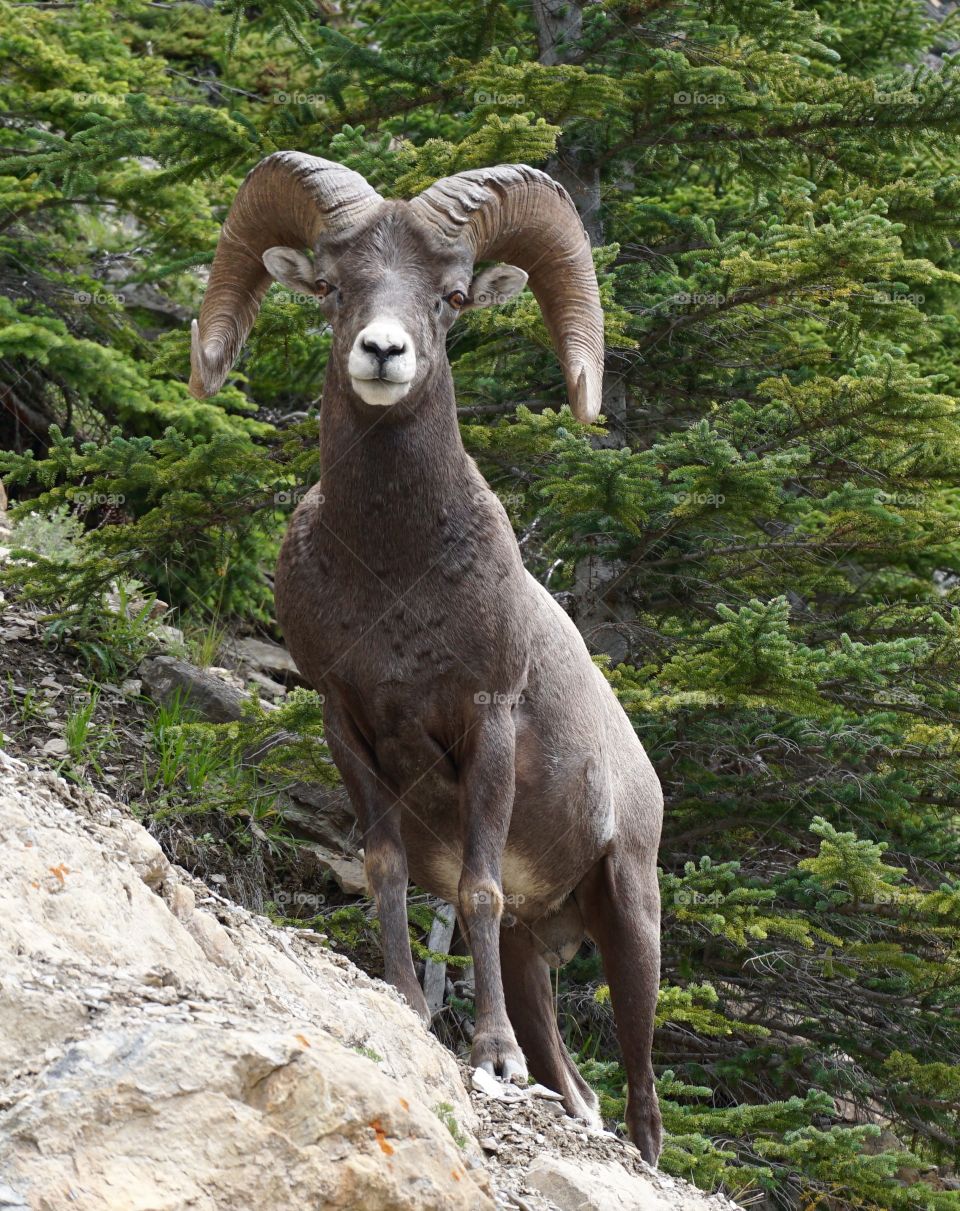 A Canadian mountain goat posing fit me as I take his photograph ...
