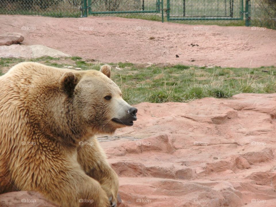 Bear country . Wildlife 