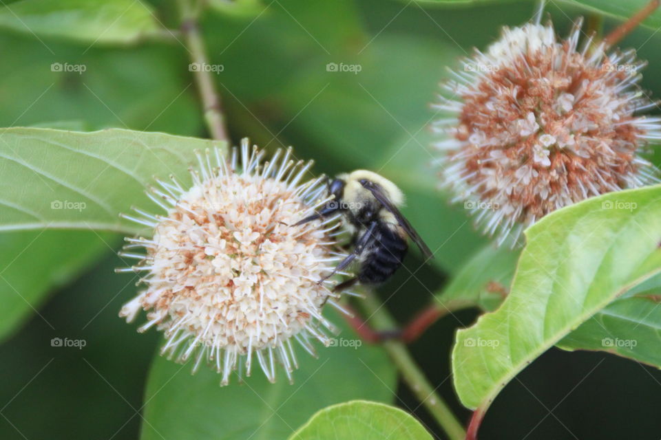 Bee on flower