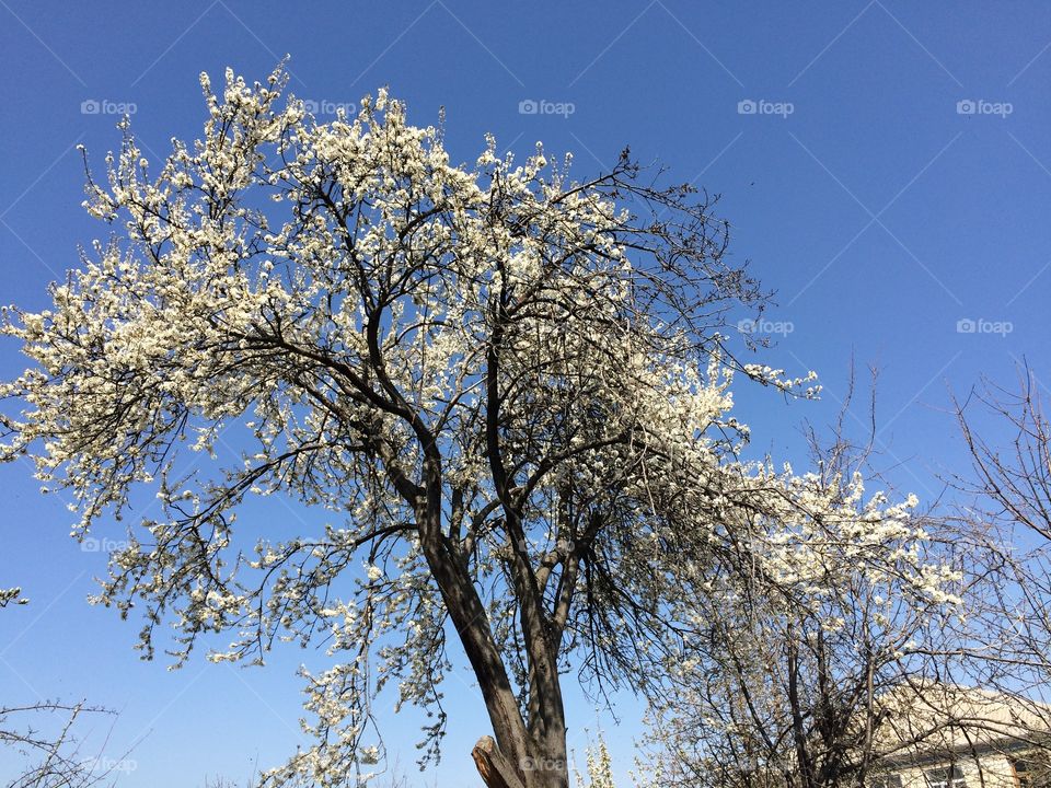 Spring in Tovuz