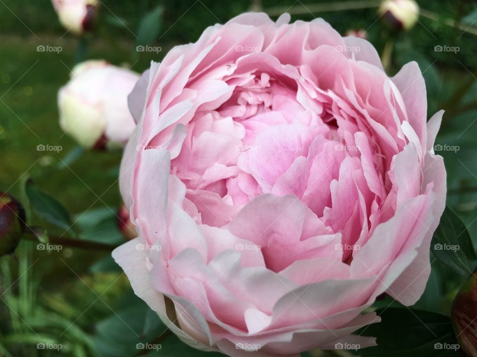 Close-up of pink flower