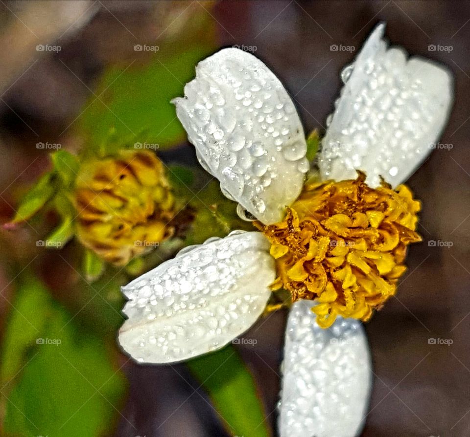 Nature, Flower, Flora, Season, Beautiful