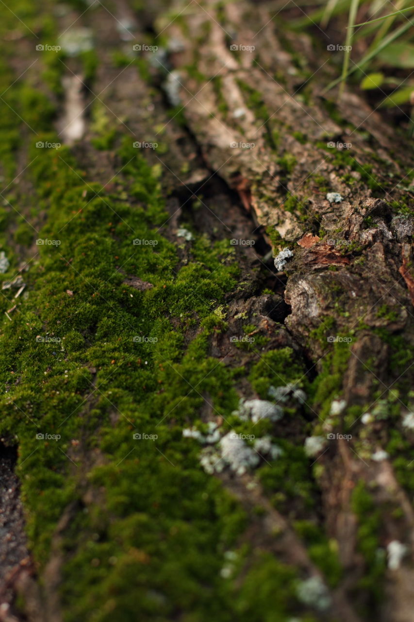 moss on the bark of a fallen tree