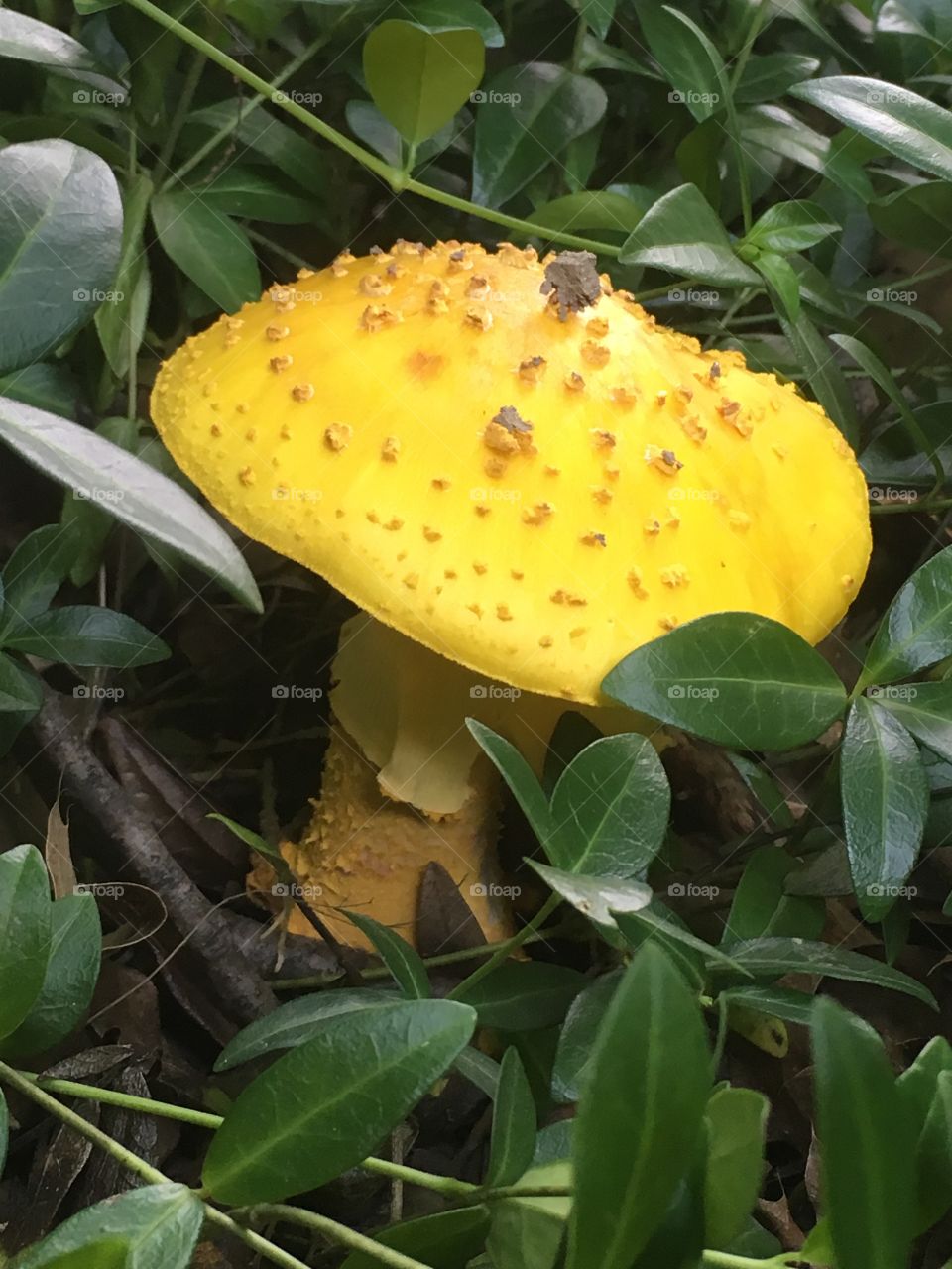Large warty yellow mushroom amid vinca