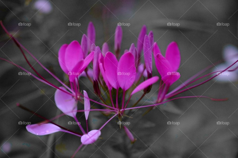 Purple flowers, backdrop, blurred black