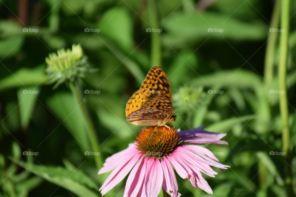Closeup of a butterfly on a flower