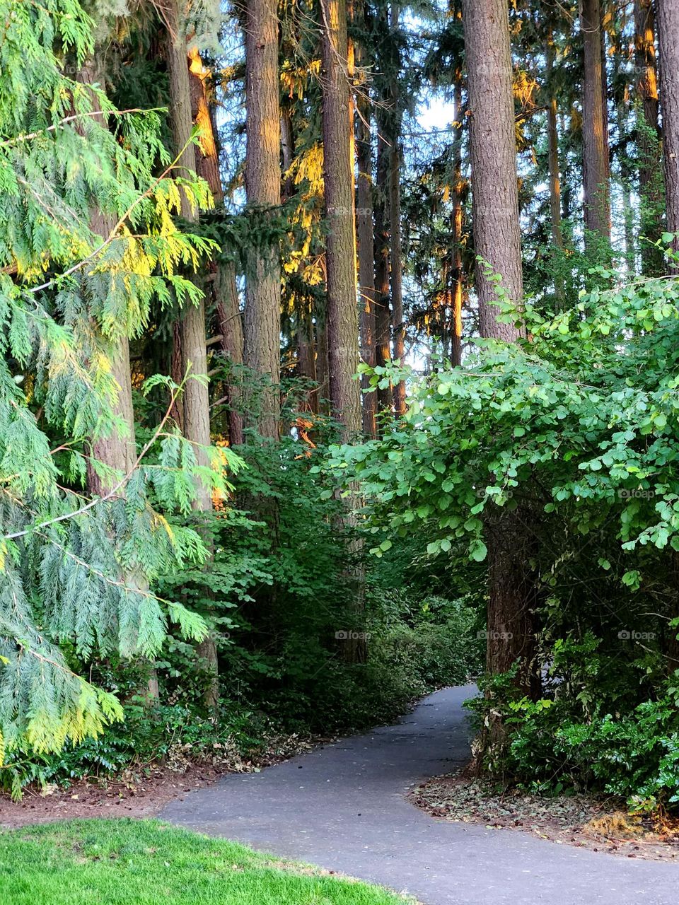 walking path through an Oregon forest lit up by magical evening sunlight on the leaves in August