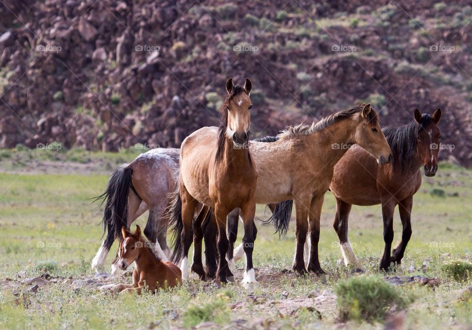 Wild Horses