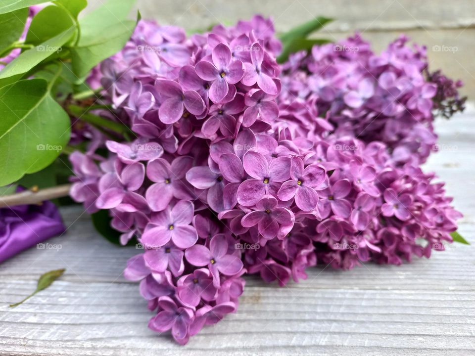 purple lilac flowers.