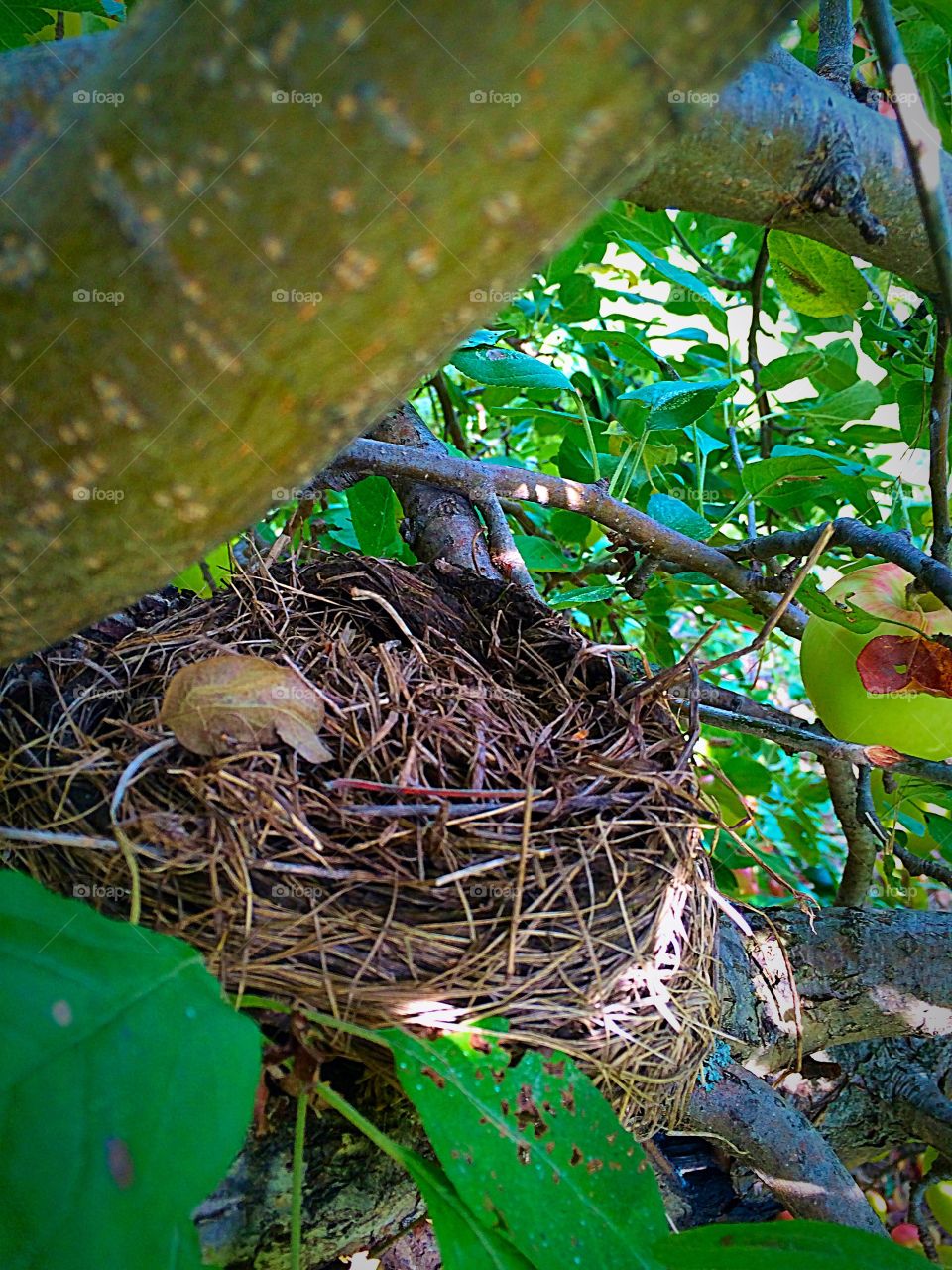 Apple tree, future home.