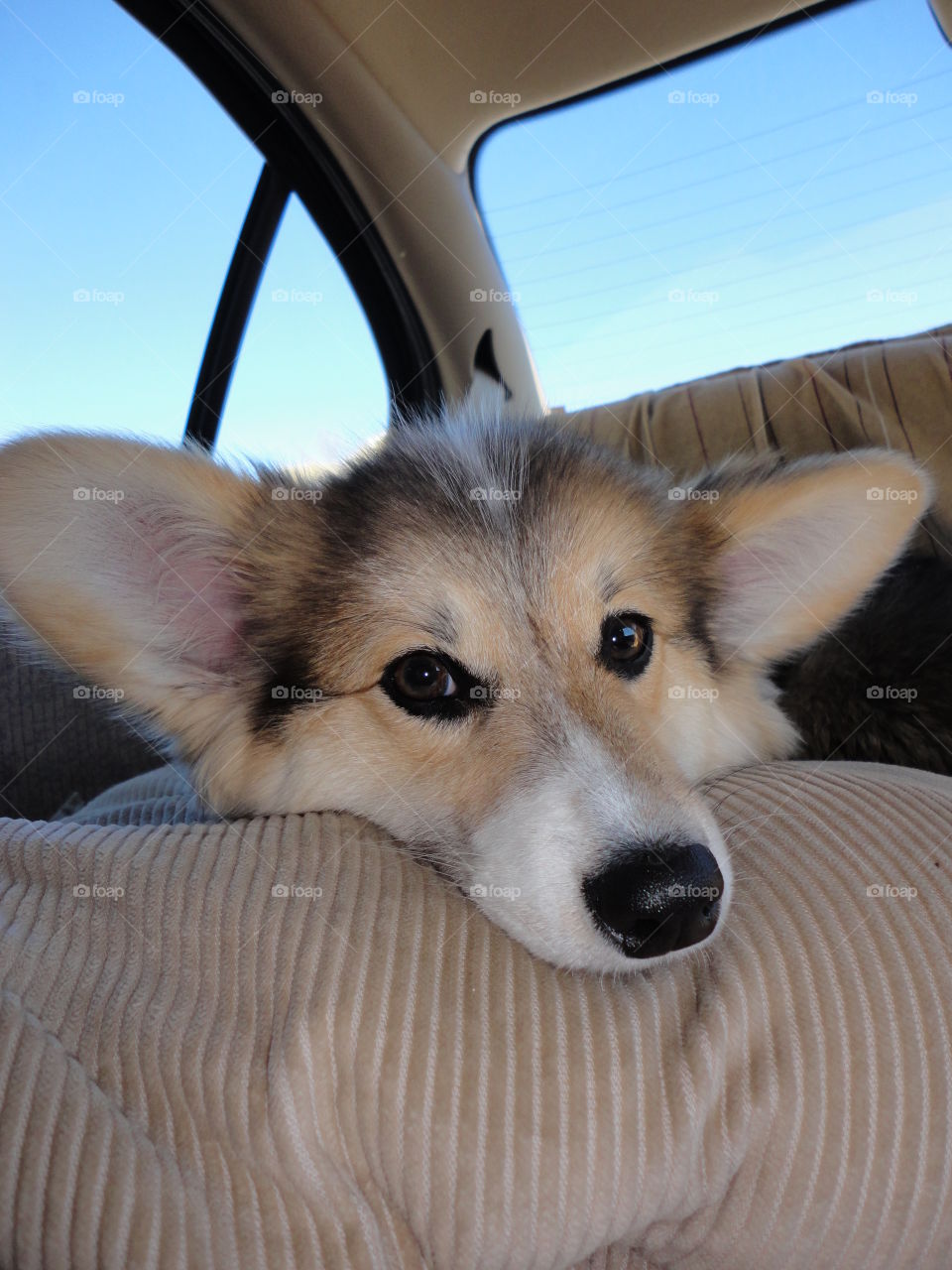 fluffy corgi . car ride