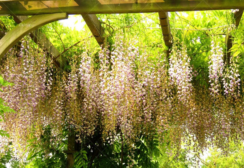 wisteria