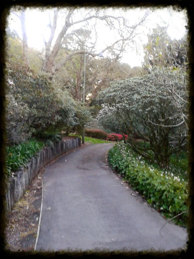 pukekura park