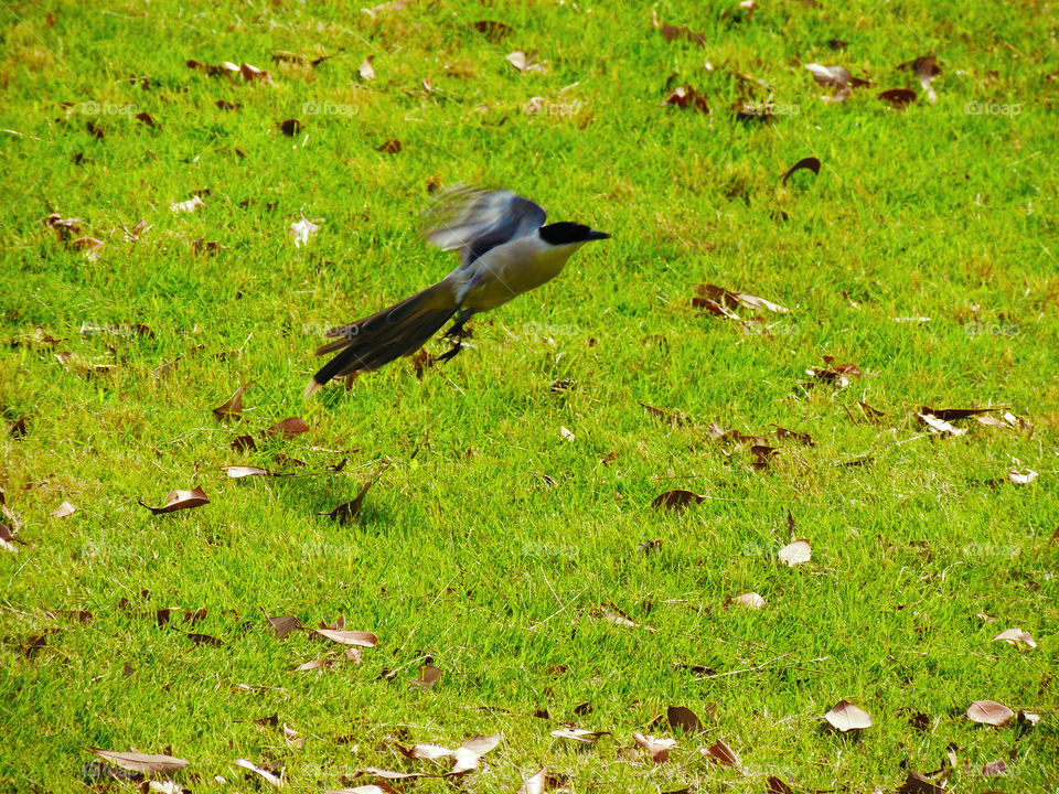 Close-up of bird flying over grassy field