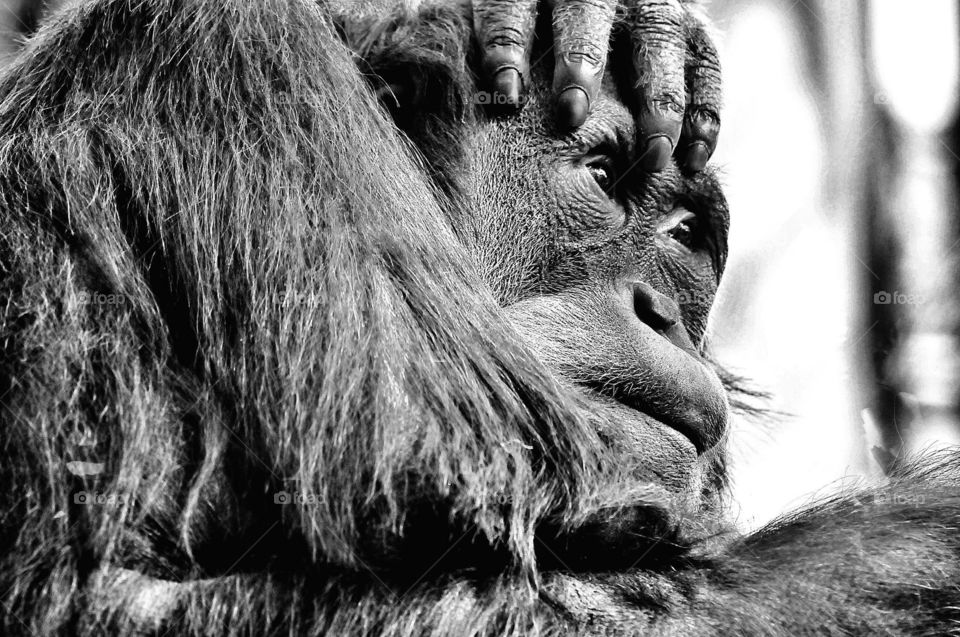 Thinking. Thinking Ape