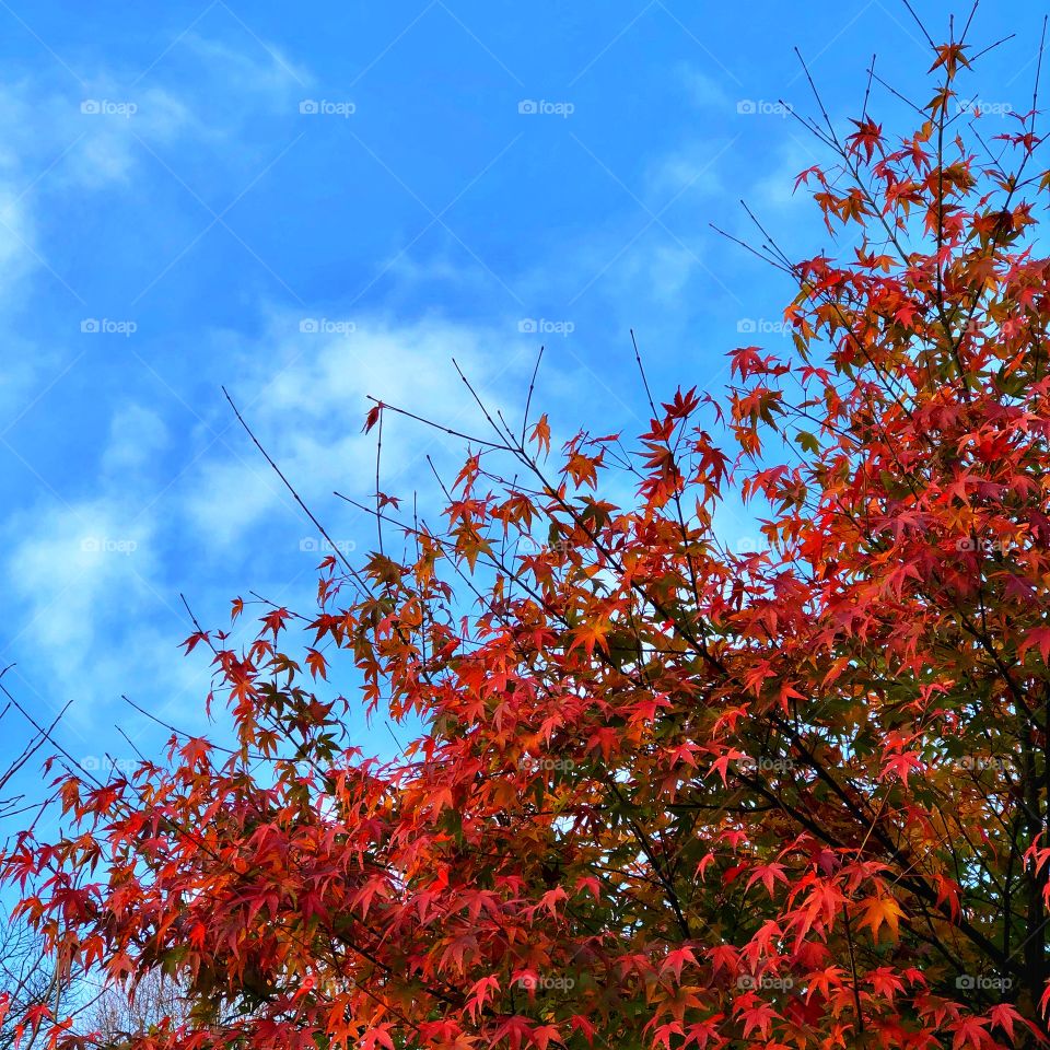 Red tree blue sky