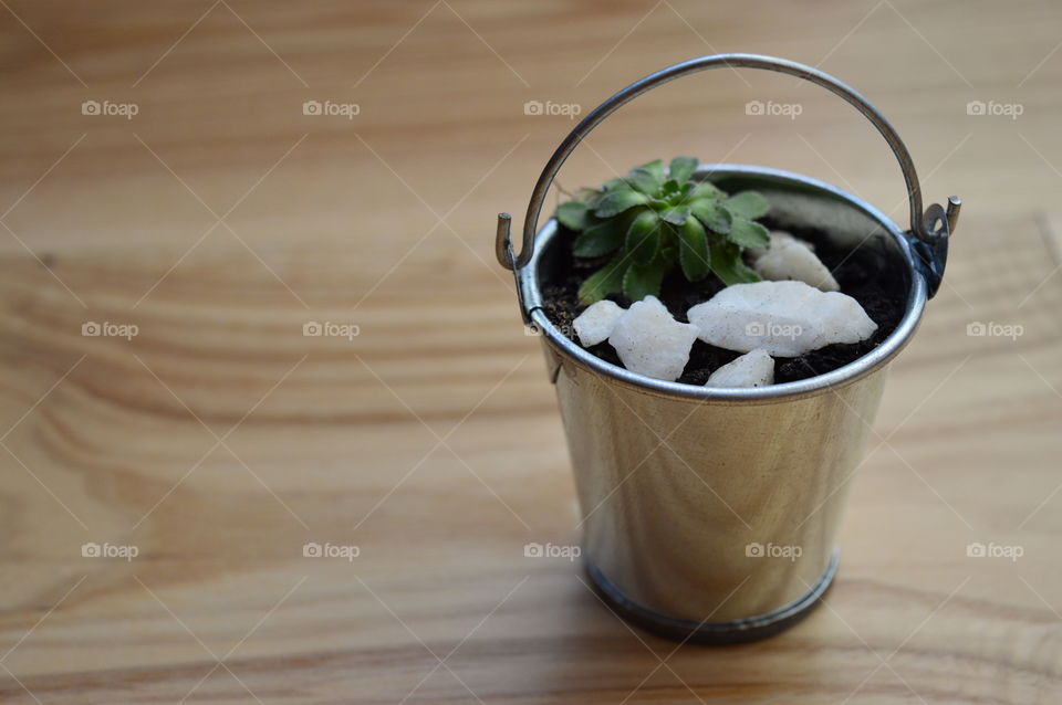 HOUSE PLANTS IN POTS