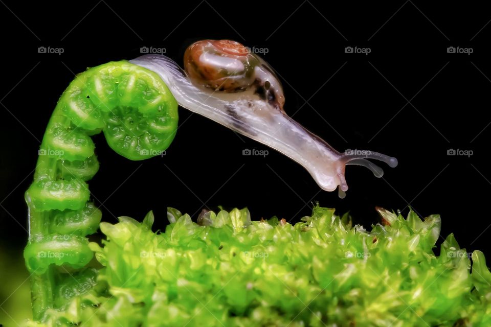 little moss snail