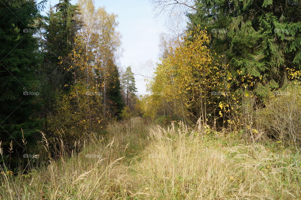 autumn forest