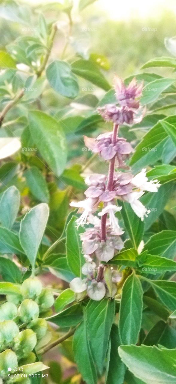 beautiful flowers